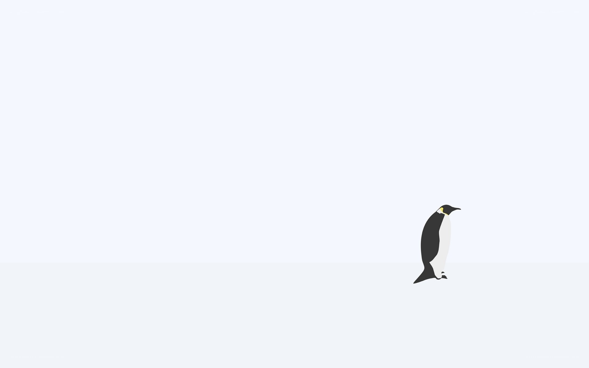 penguin on white background