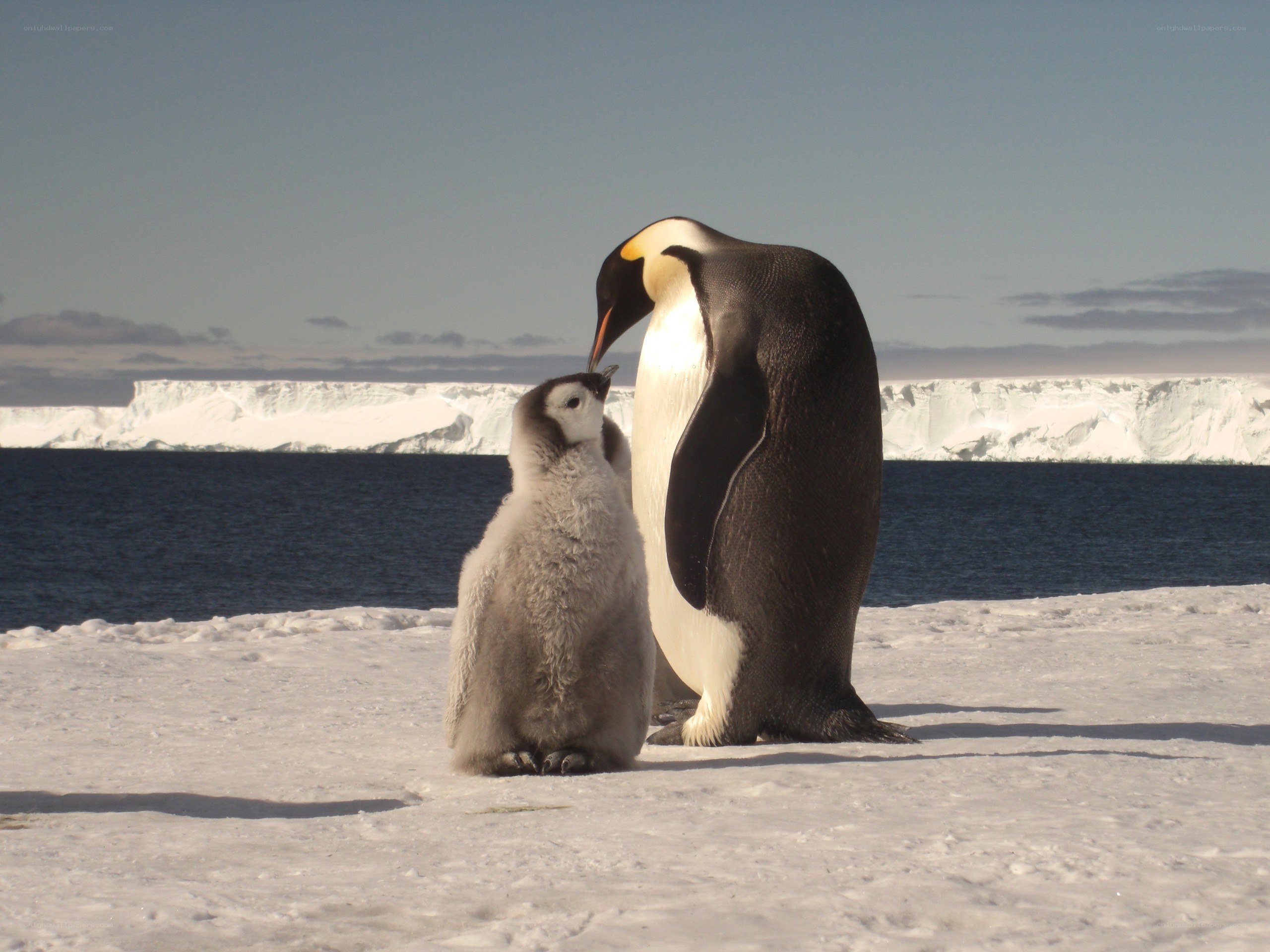 Penguin parent and chick