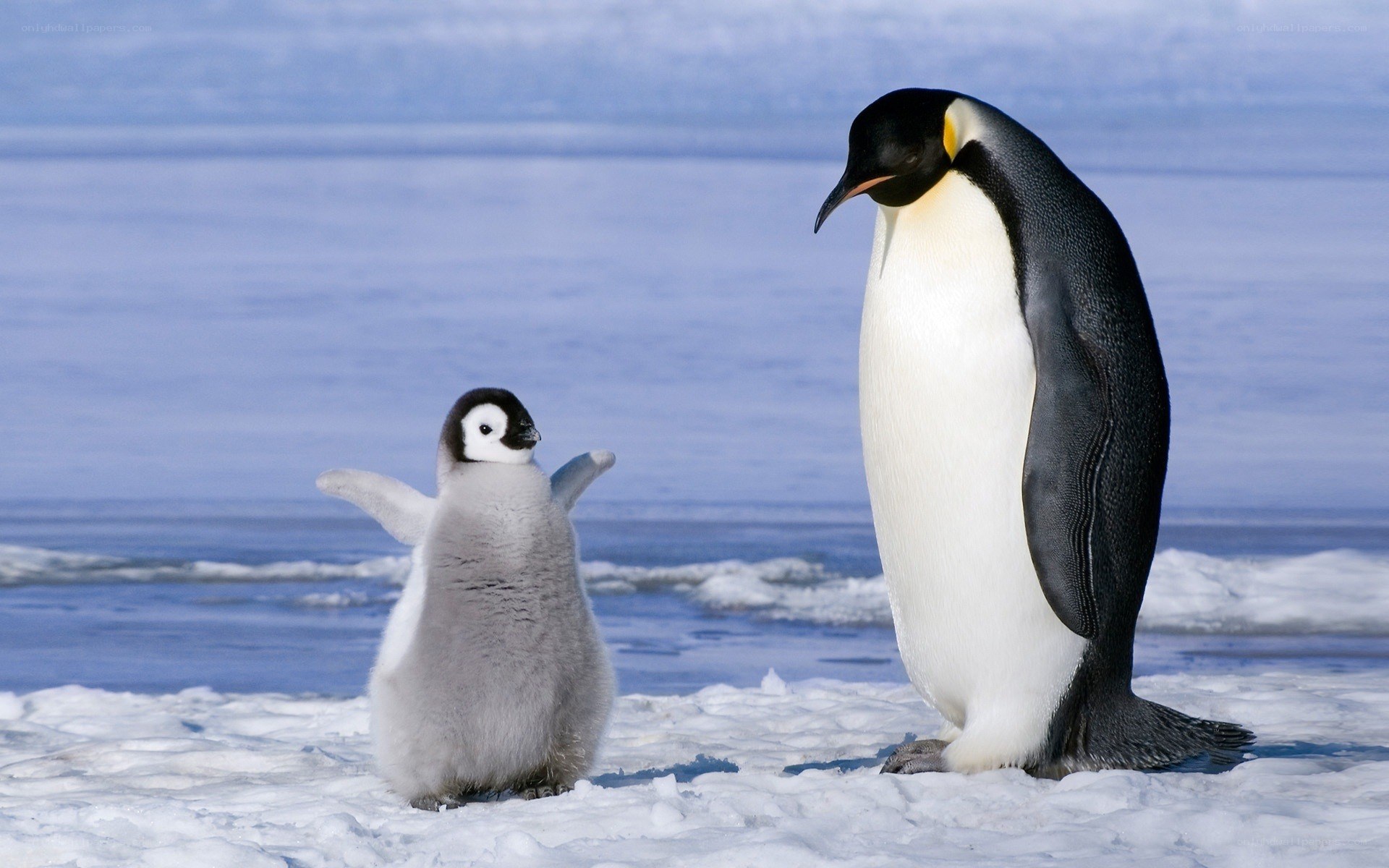 Penguin parent and chick on ice