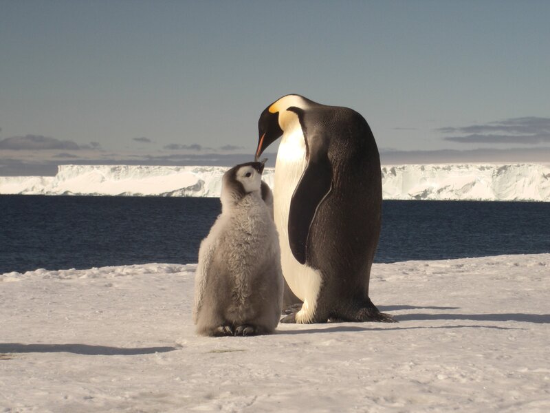 Penguin Parent and Chick — White