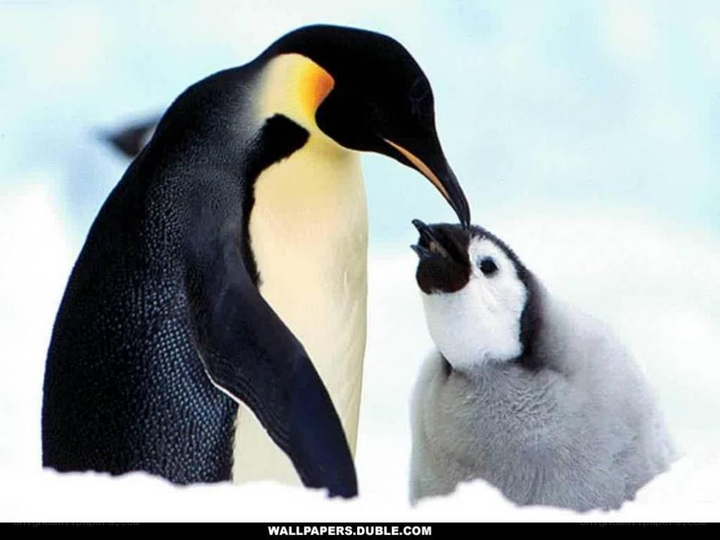 Penguin parent feeding chick