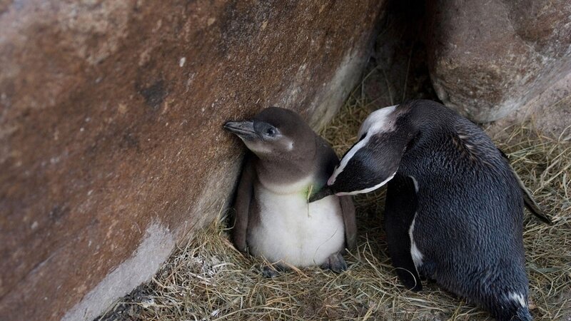 Penguin parent with chick