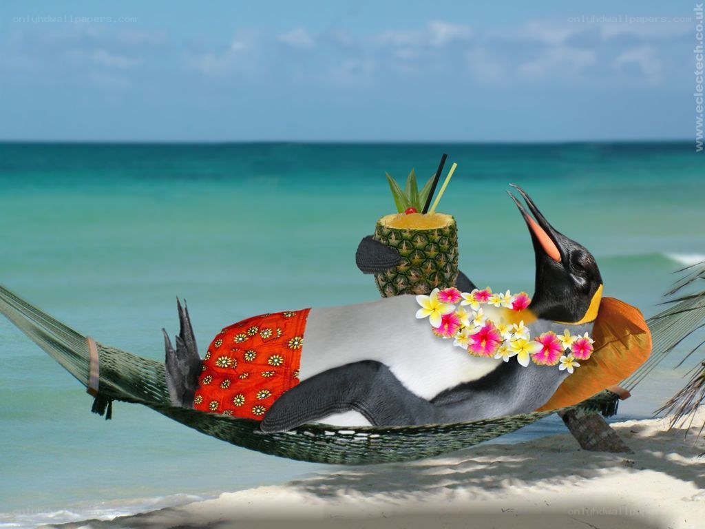 penguin relaxing on beach
