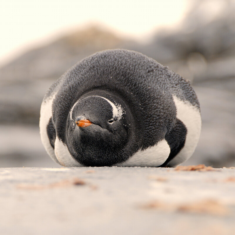 Penguin resting on ground