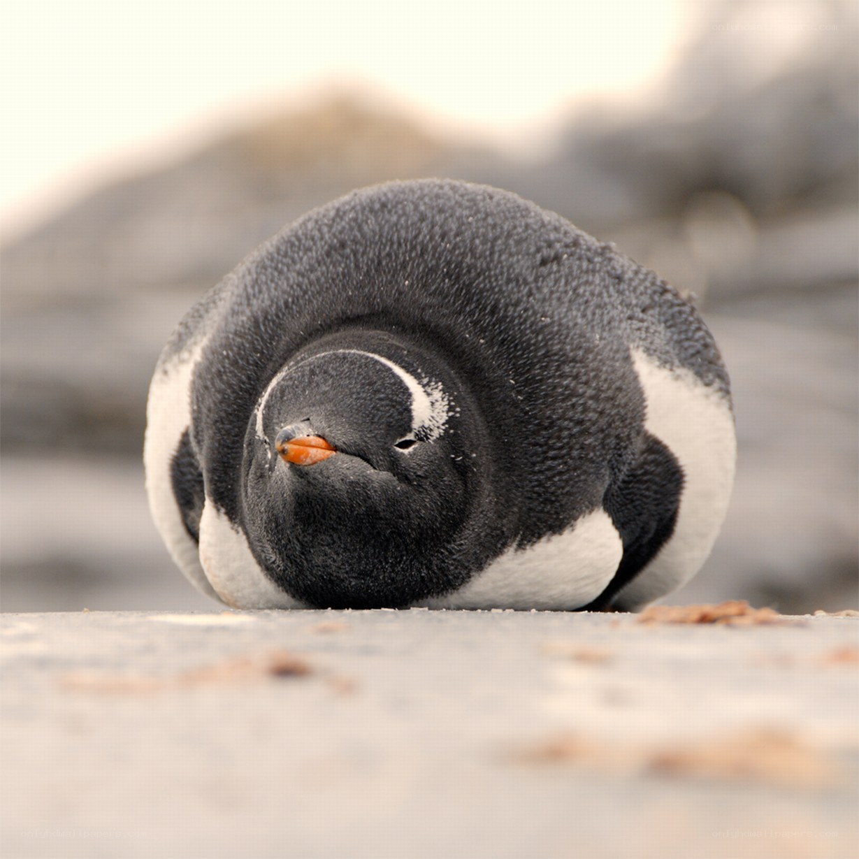 Penguin resting on ground