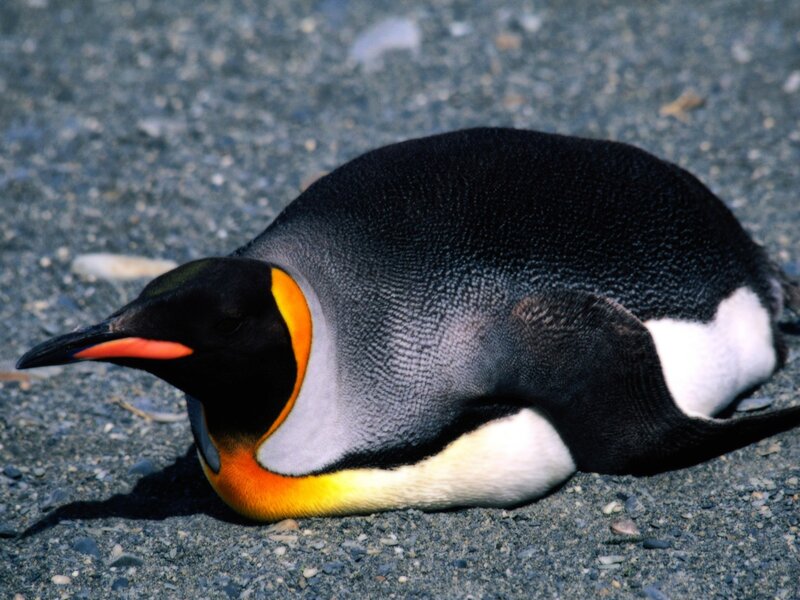 Penguin resting on pebbles