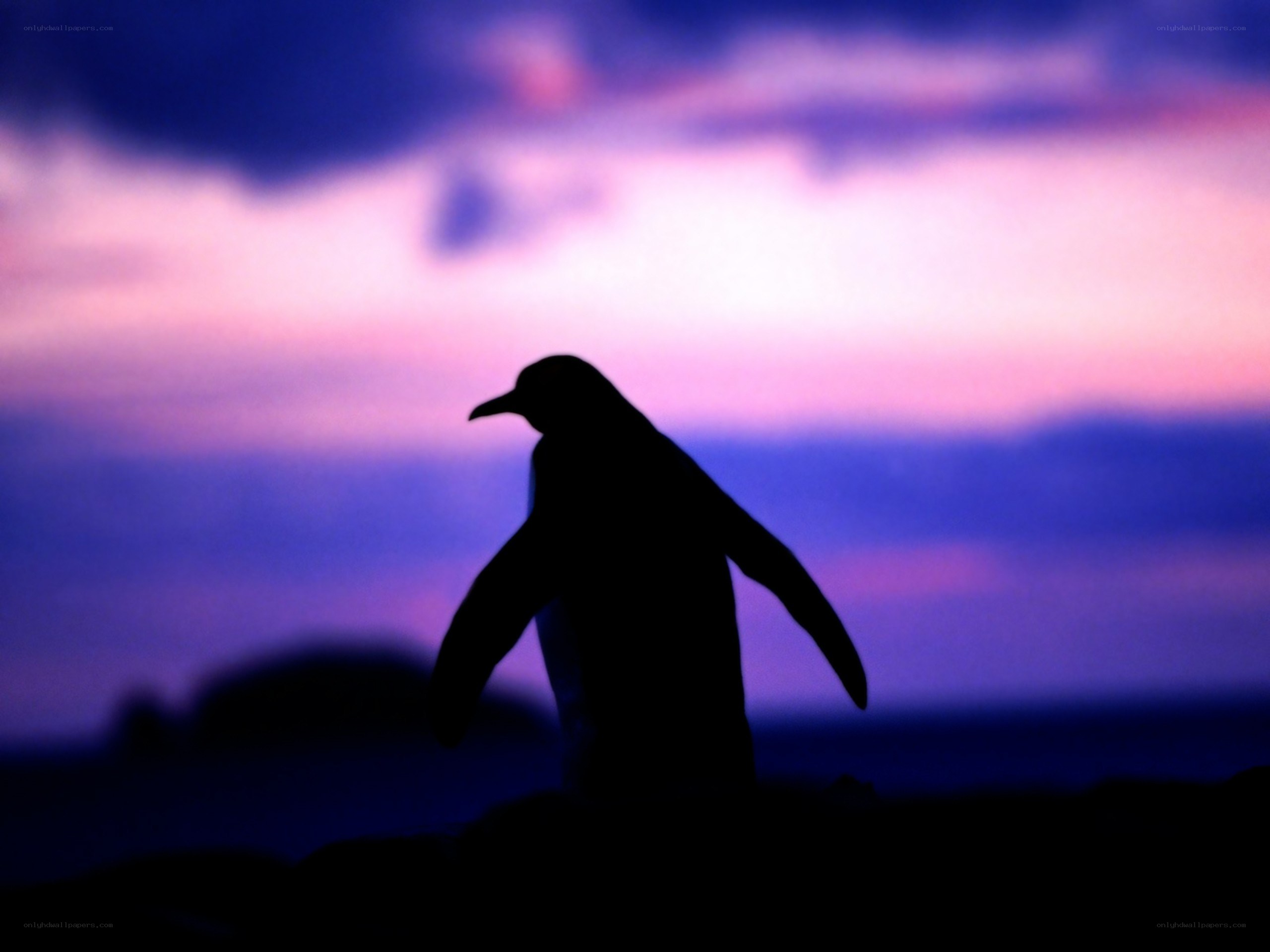 Penguin silhouette at dusk