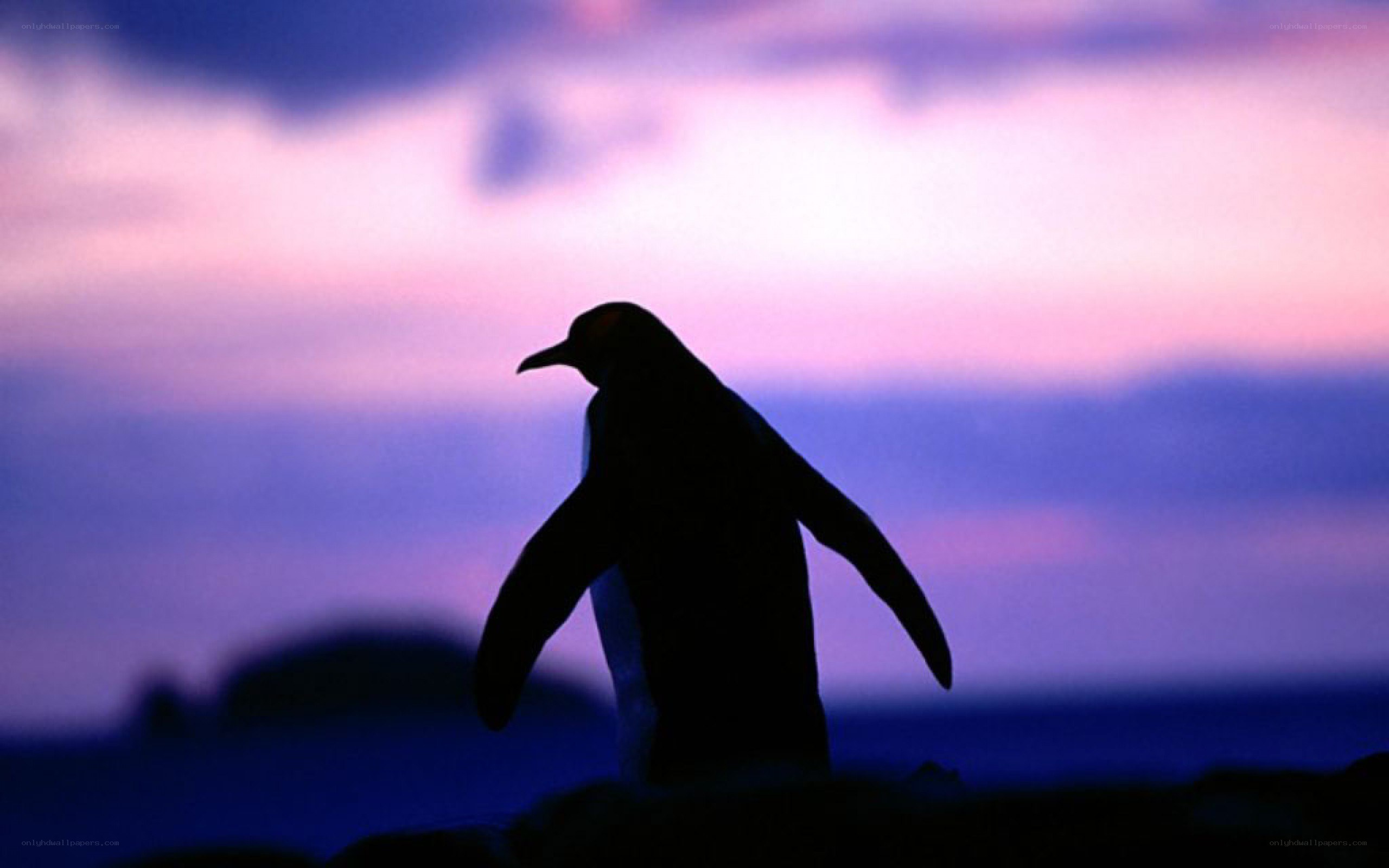 Penguin silhouette at dusk