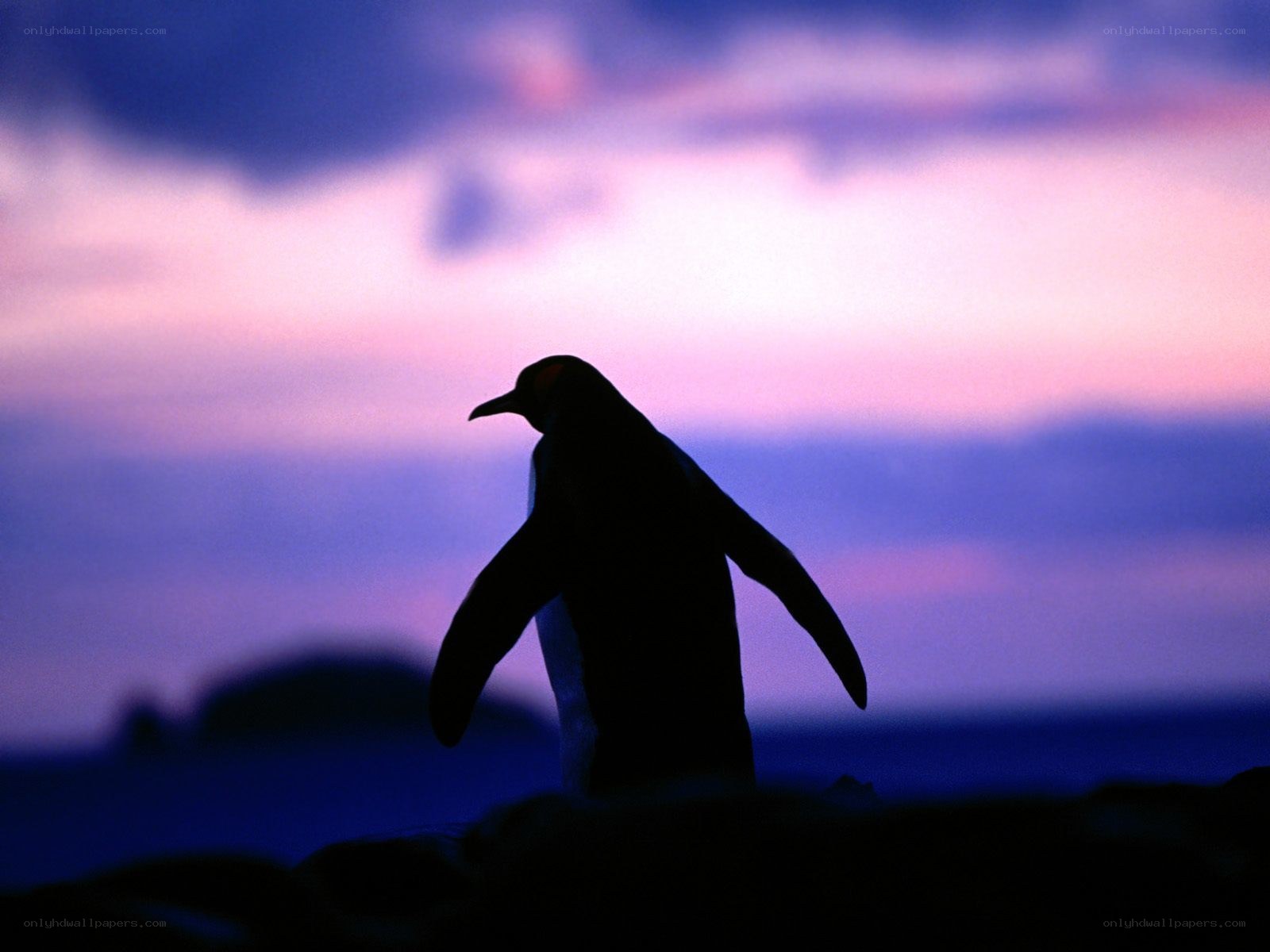 Penguin silhouette at dusk