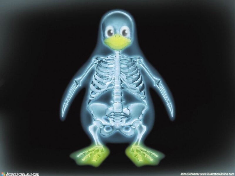 Penguin Skeleton X-ray