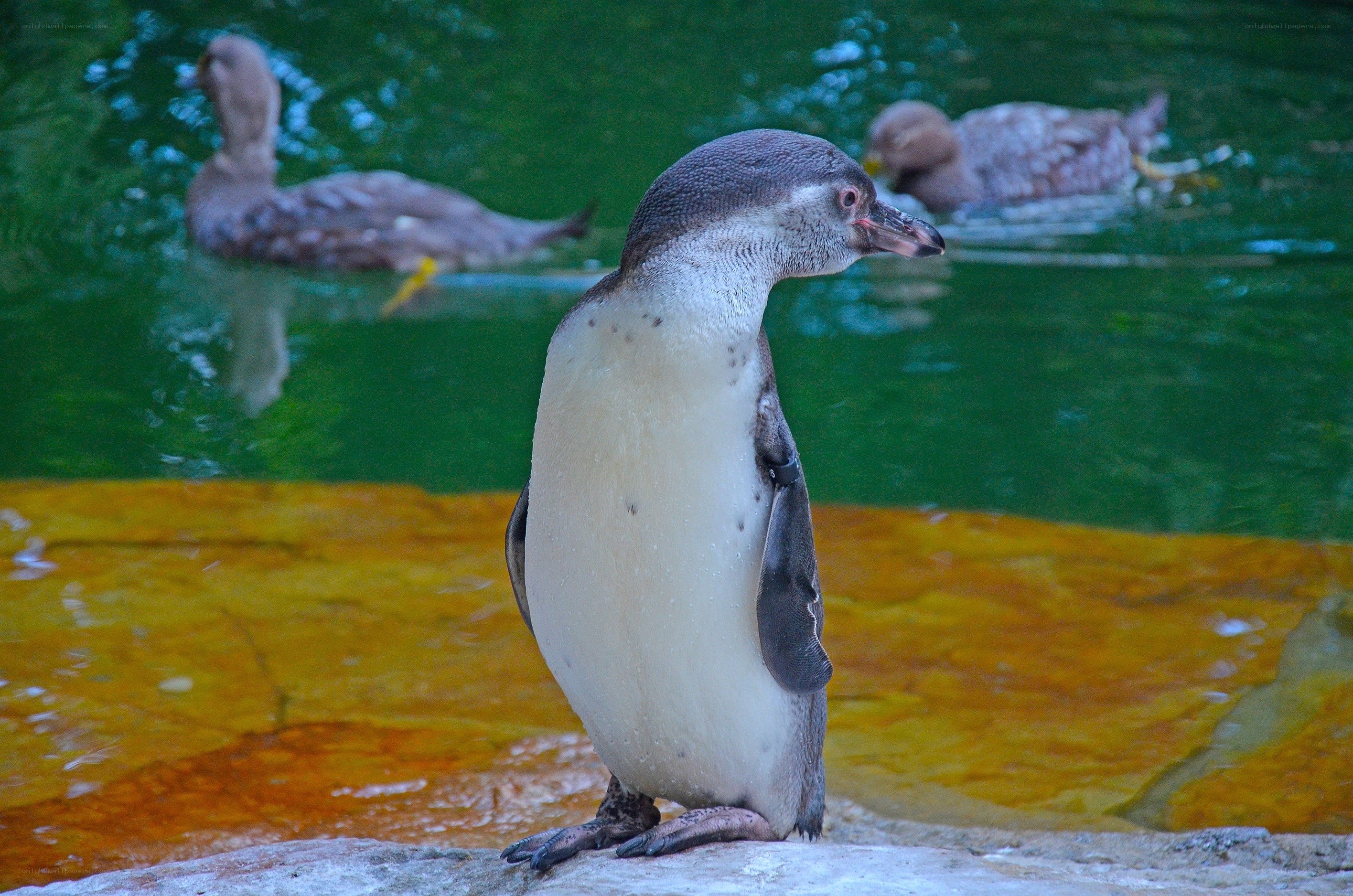 Penguin standing by water