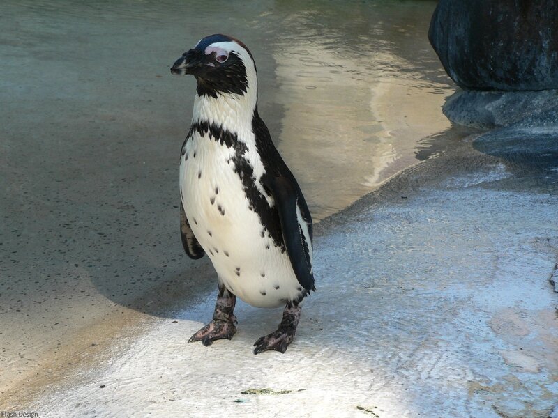 Penguin Standing on Concrete — Black, Calm