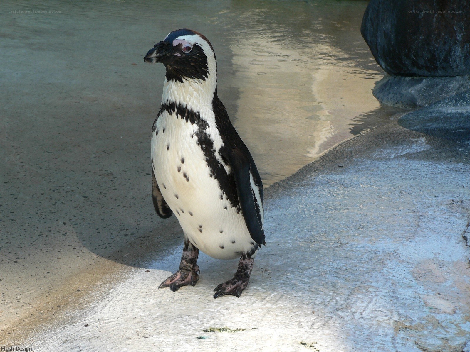 Penguin standing on concrete