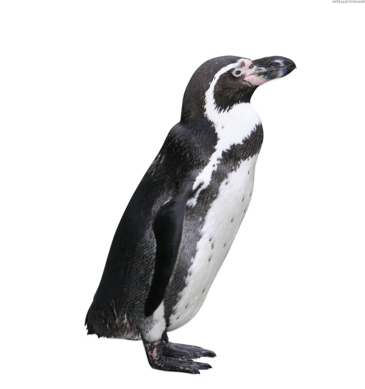 penguin standing upright