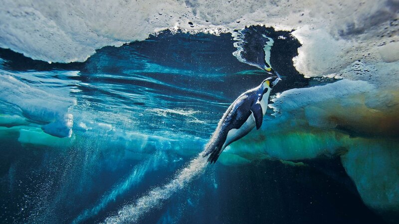 Penguin Swimming under Ice — Blue