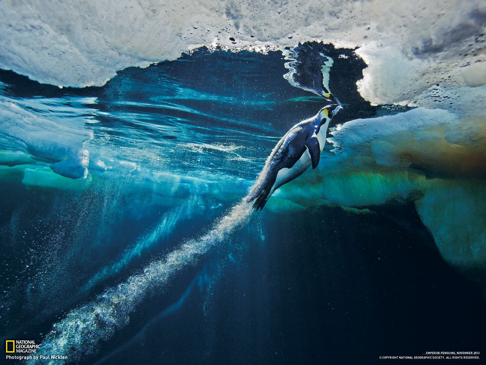 Penguin swimming under ice