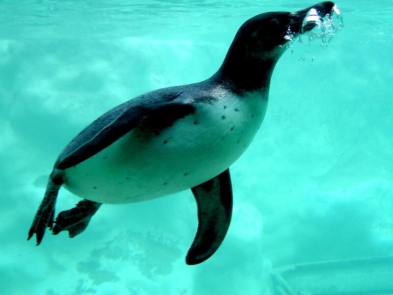 penguin swimming underwater