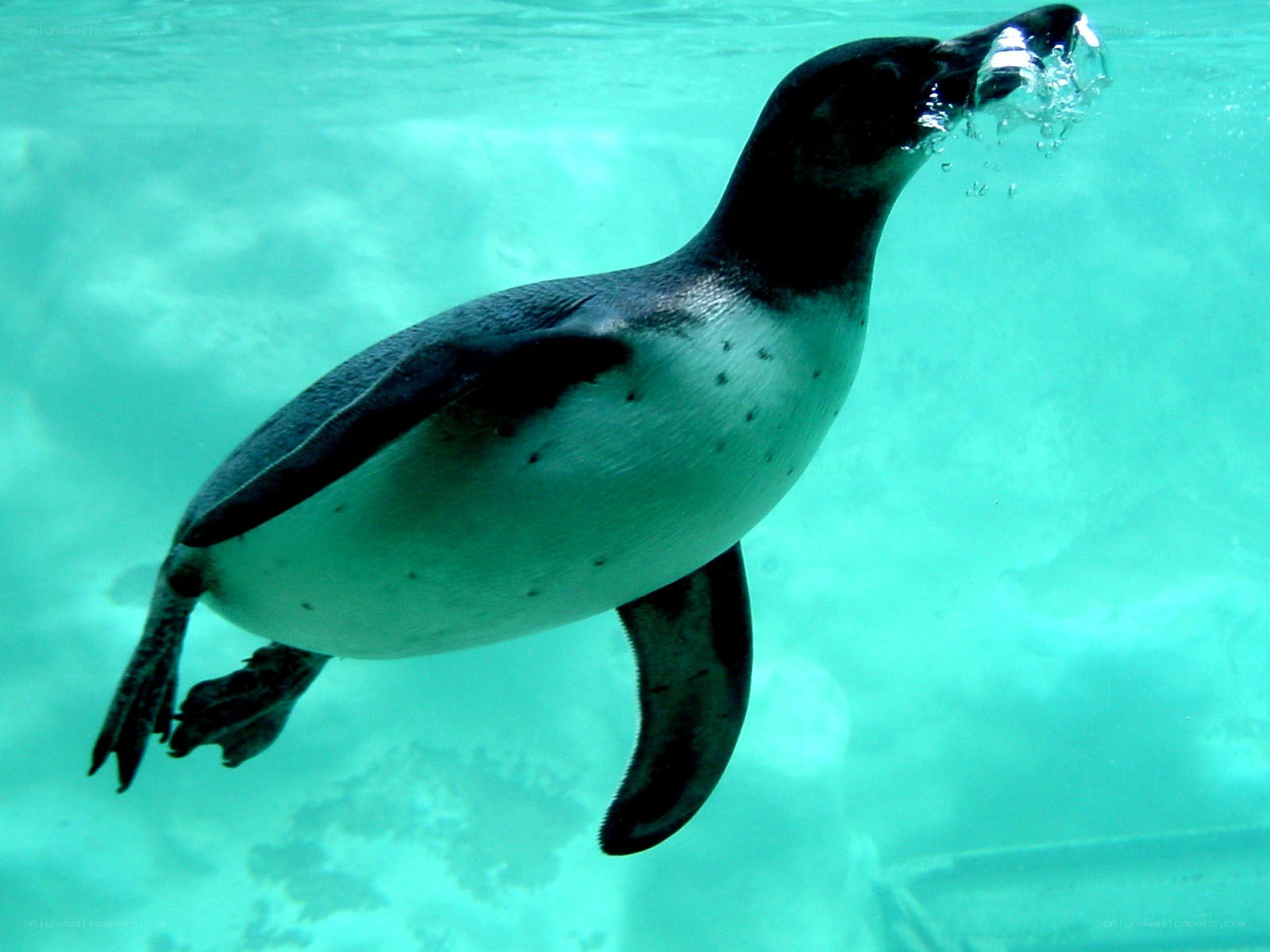 penguin swimming underwater