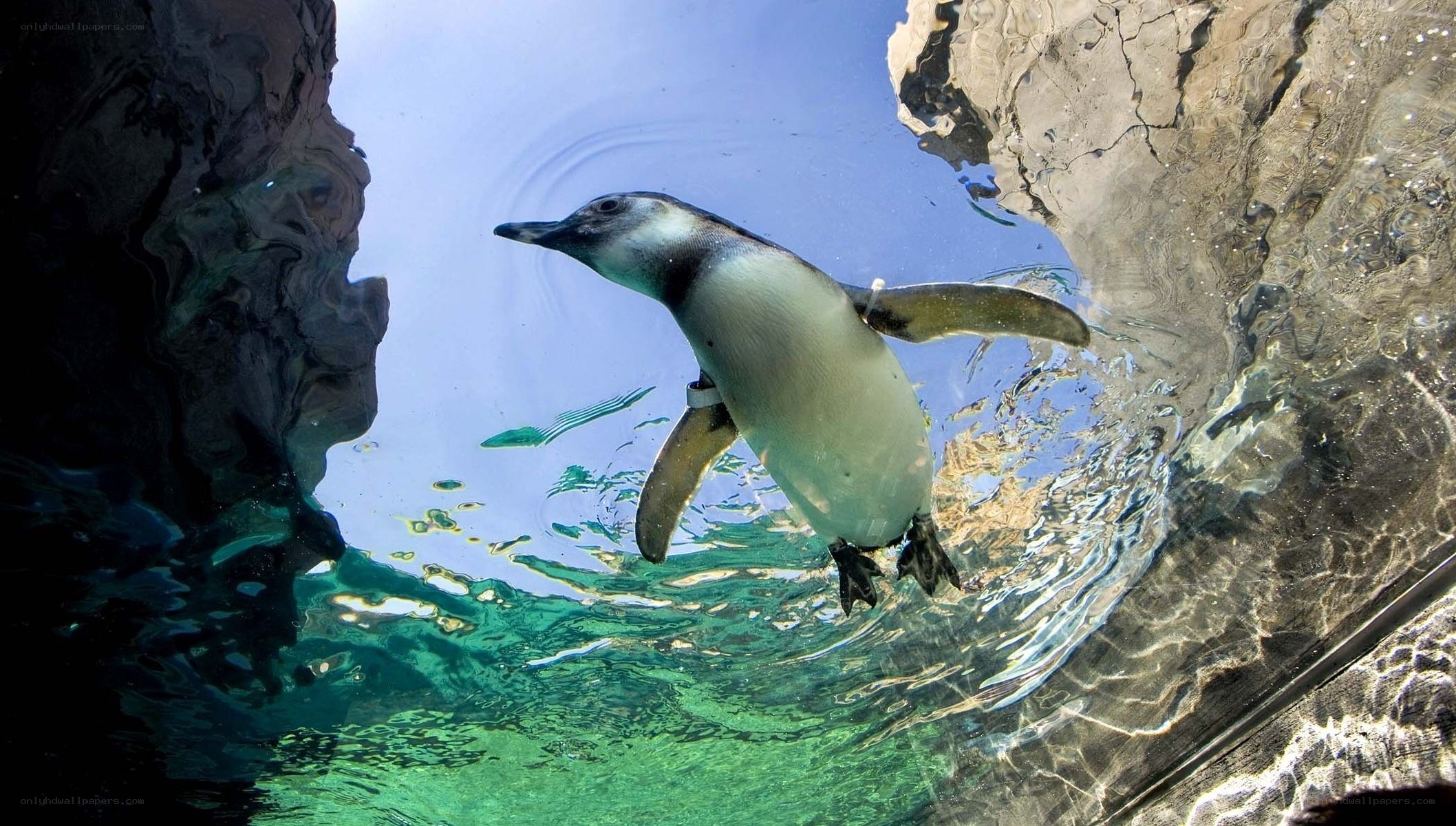 Penguin swimming underwater