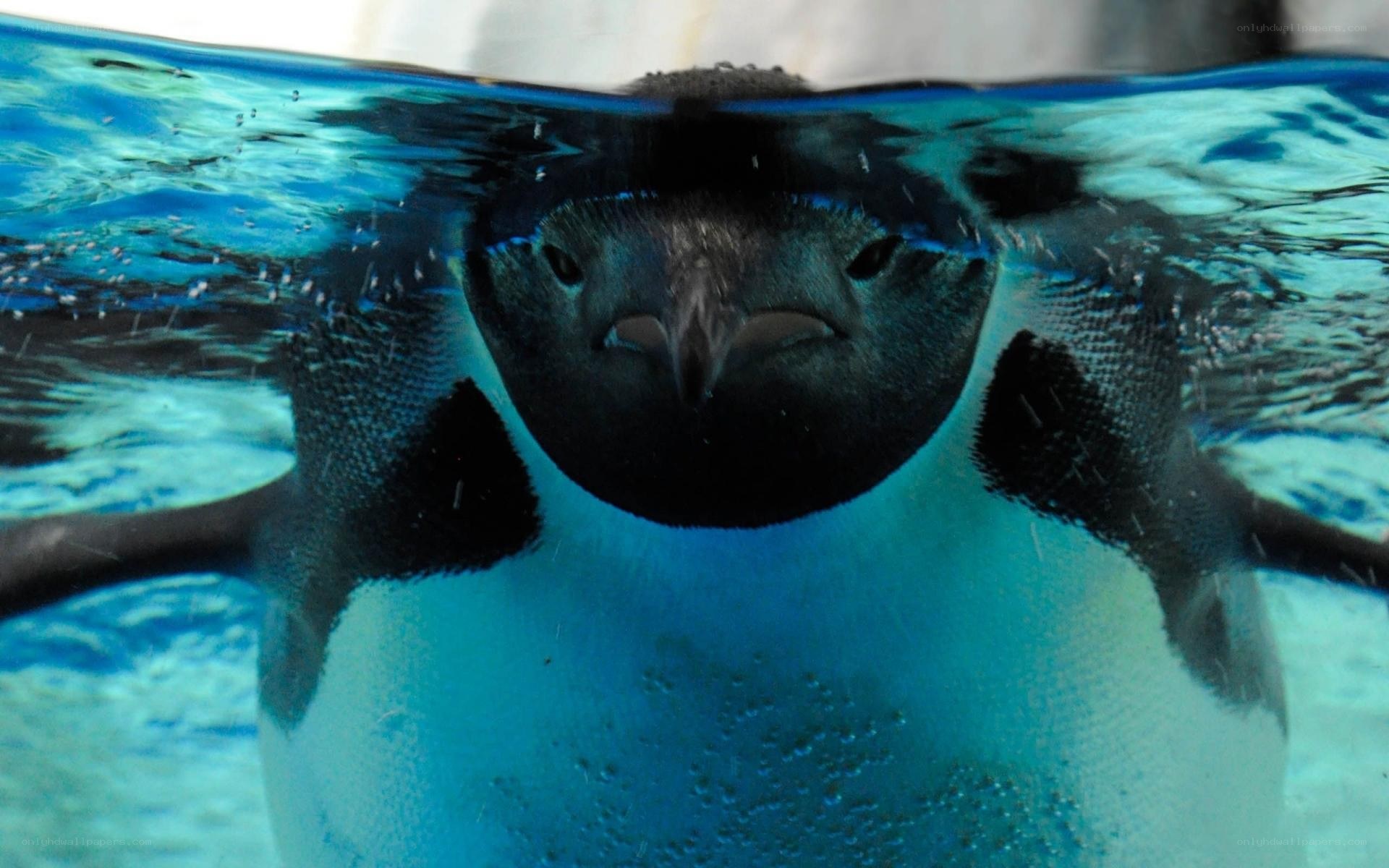Penguin swimming underwater