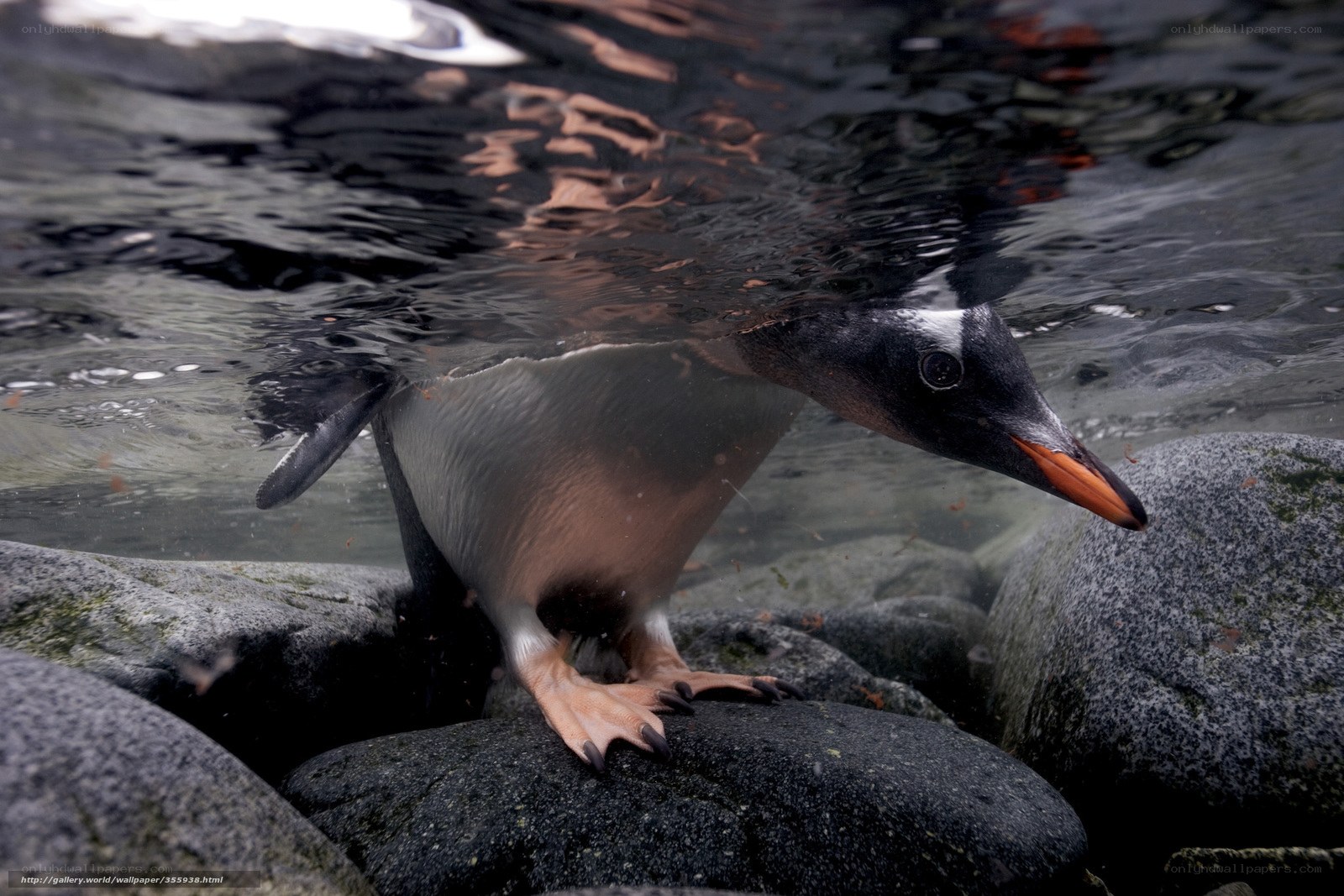 Penguin swimming underwater