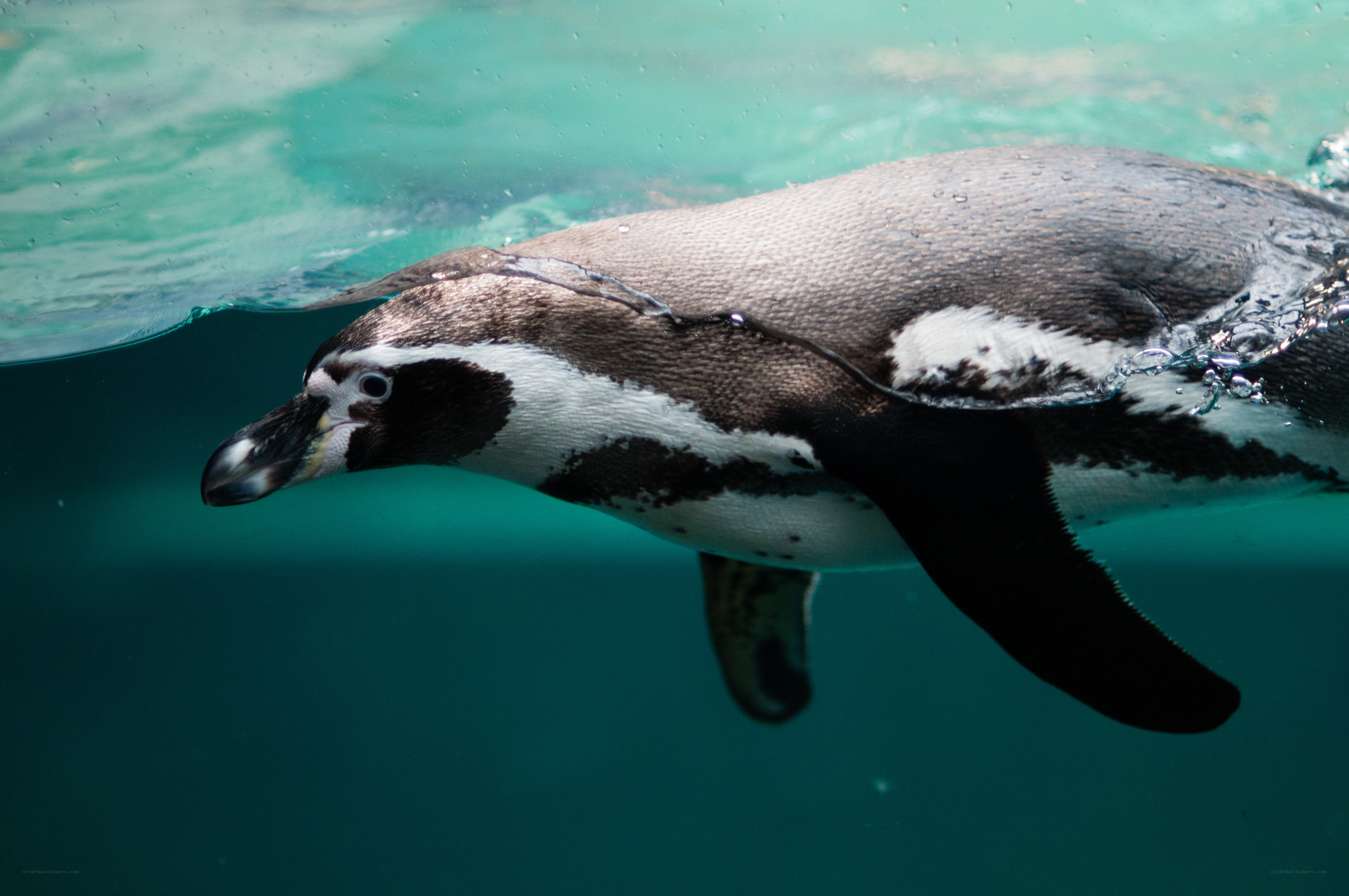 Penguin swimming underwater