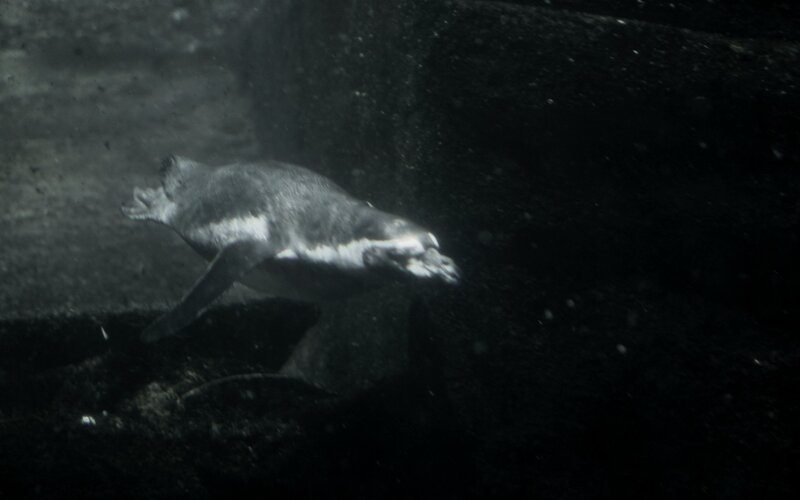 penguin swimming underwater