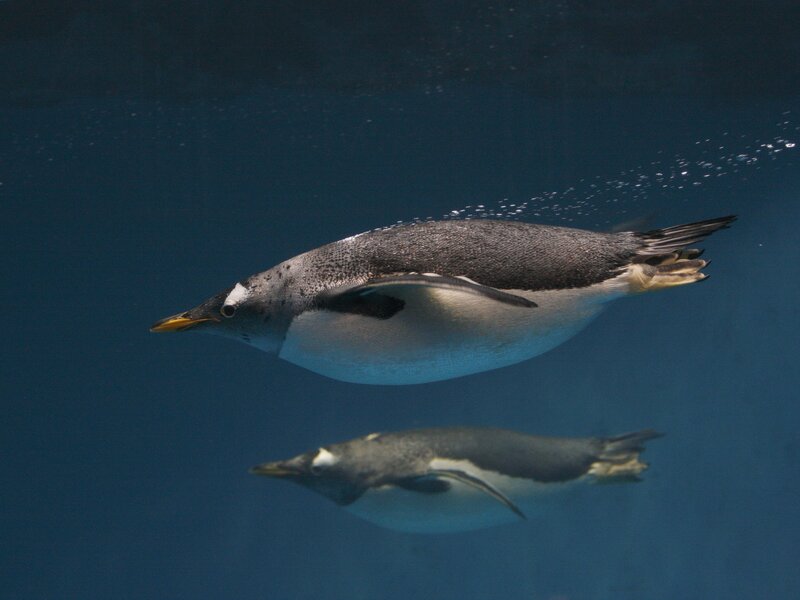 Penguin swimming underwater