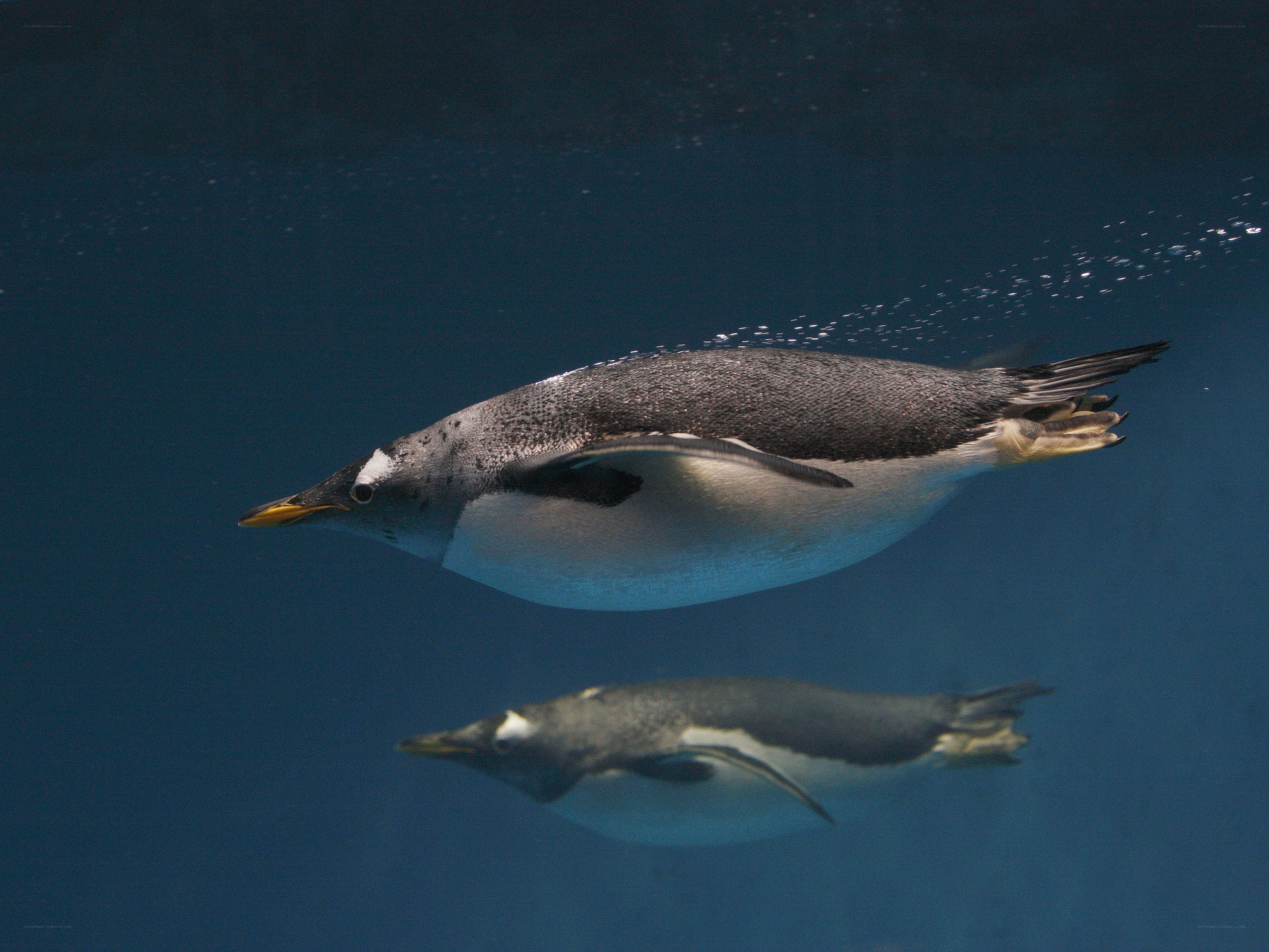 Penguin swimming underwater