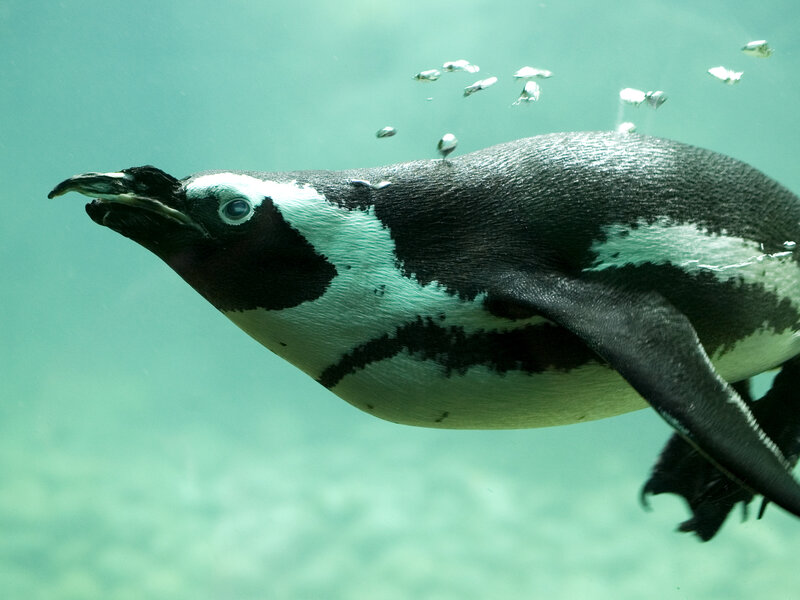 Penguin swimming underwater