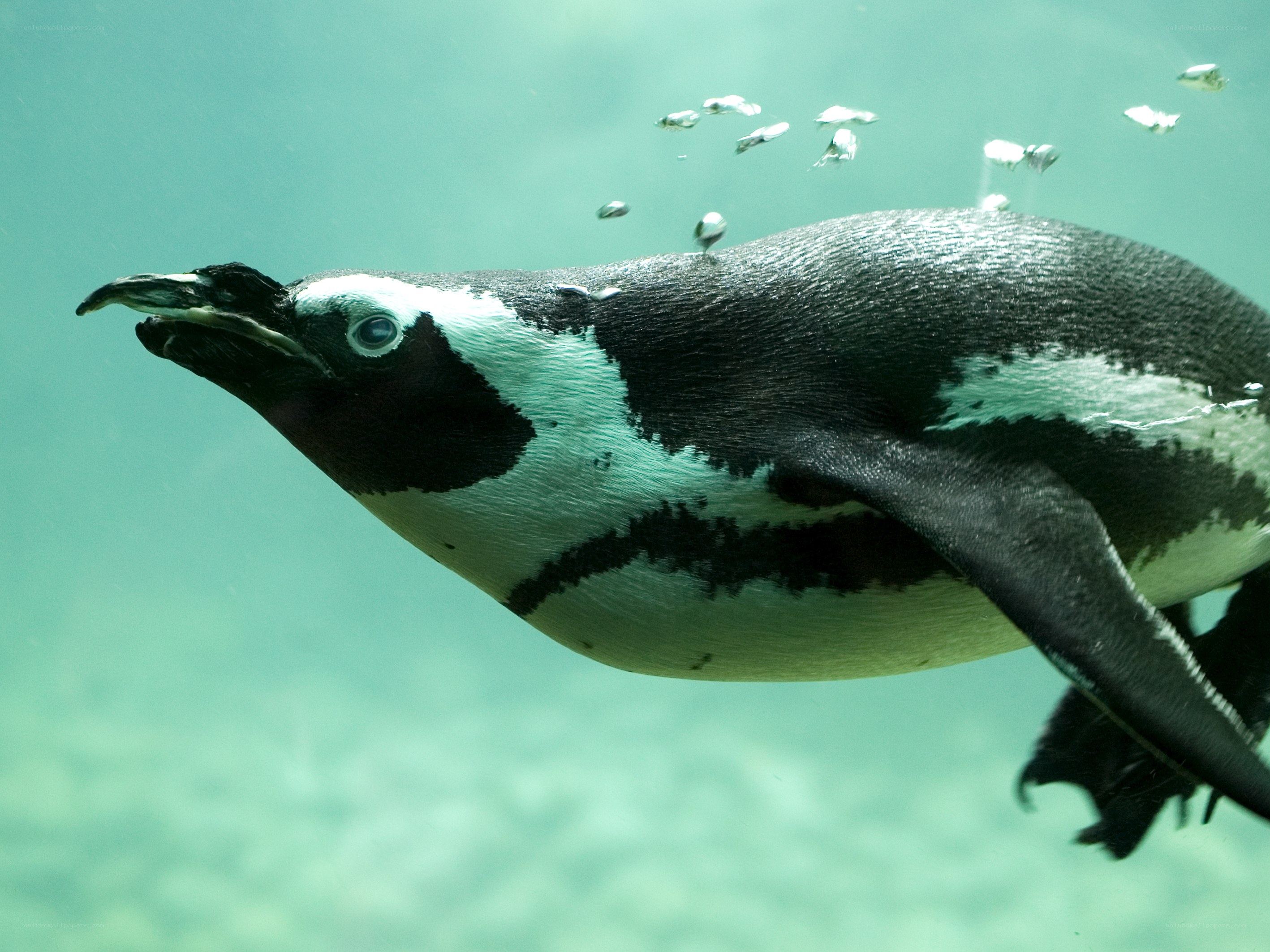 Penguin swimming underwater