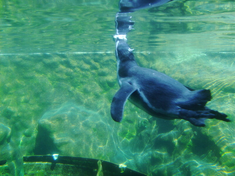 Penguin swimming underwater
