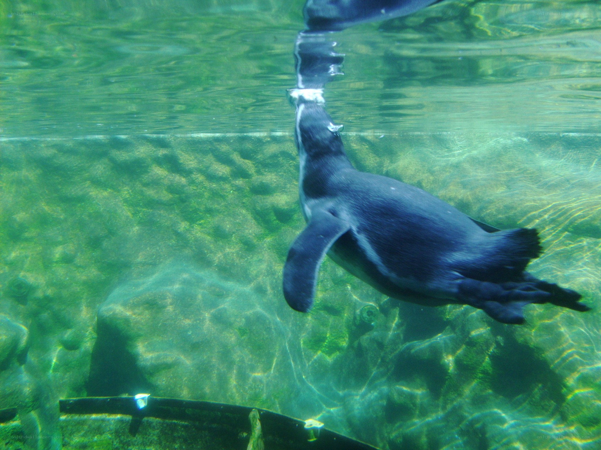 Penguin swimming underwater