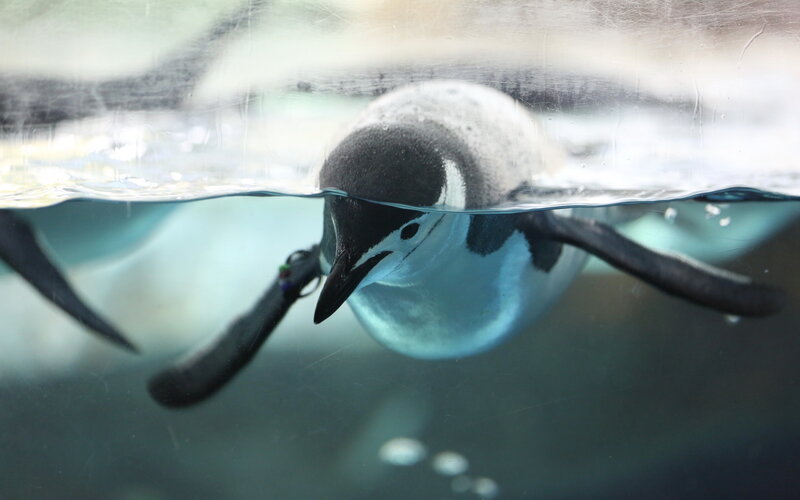 Penguin Swimming Underwater — Black