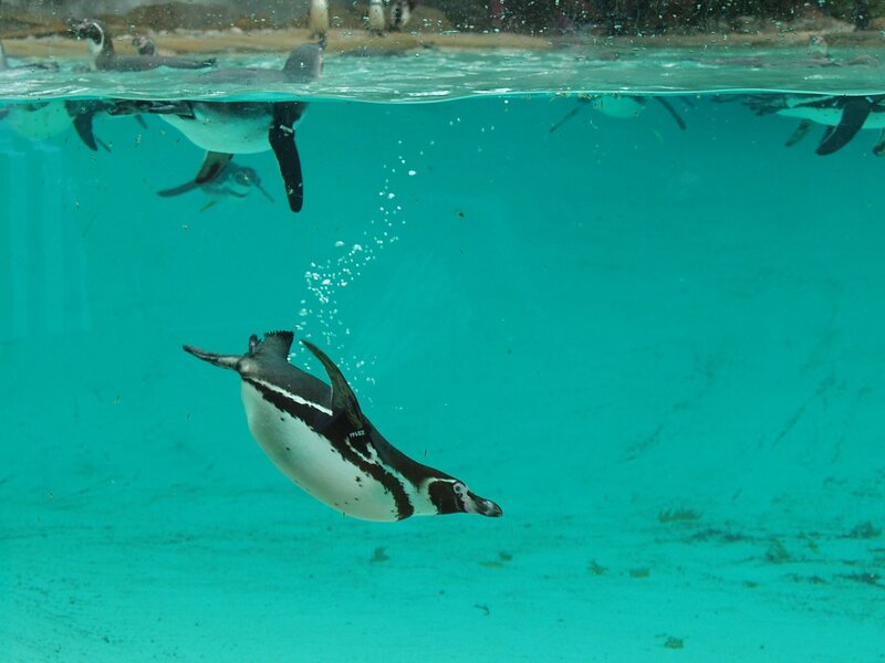 Penguin Swimming Underwater — Blue, Calm, Photograph, Bubbles