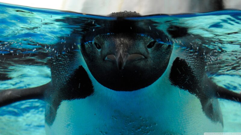 Penguin Swimming Underwater — Blue, Calm, Photograph