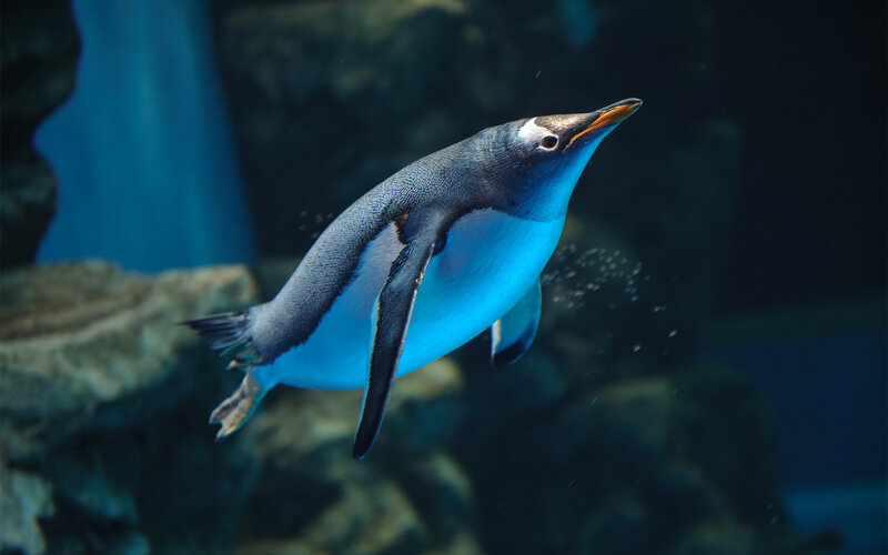 Penguin Swimming Underwater — Blue, Calm