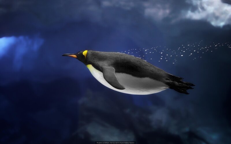 Penguin Swimming Underwater — Blue, Dramatic