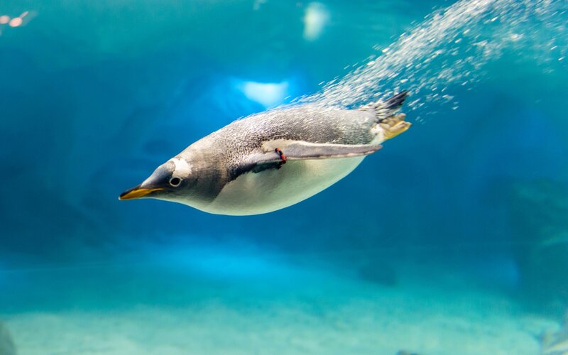 Penguin Swimming Underwater — Blue, Serene