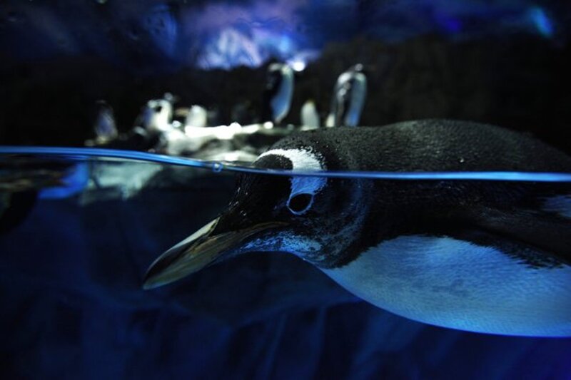 Penguin Swimming Underwater — Blue