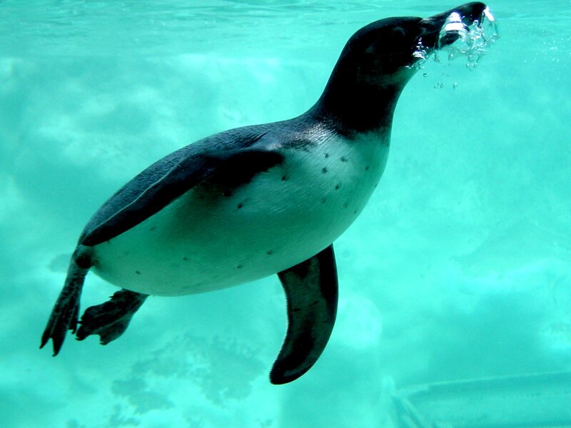 Penguin Swimming Underwater — Cyan
