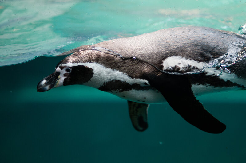 Penguin Swimming Underwater — Teal