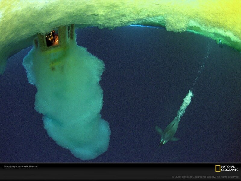 Penguin under ice floe