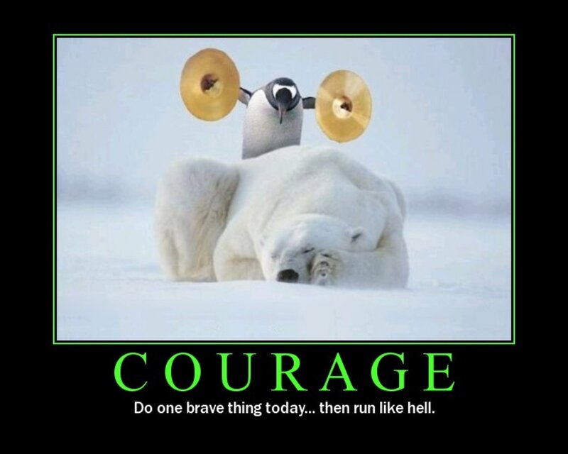 penguin vs polar bear