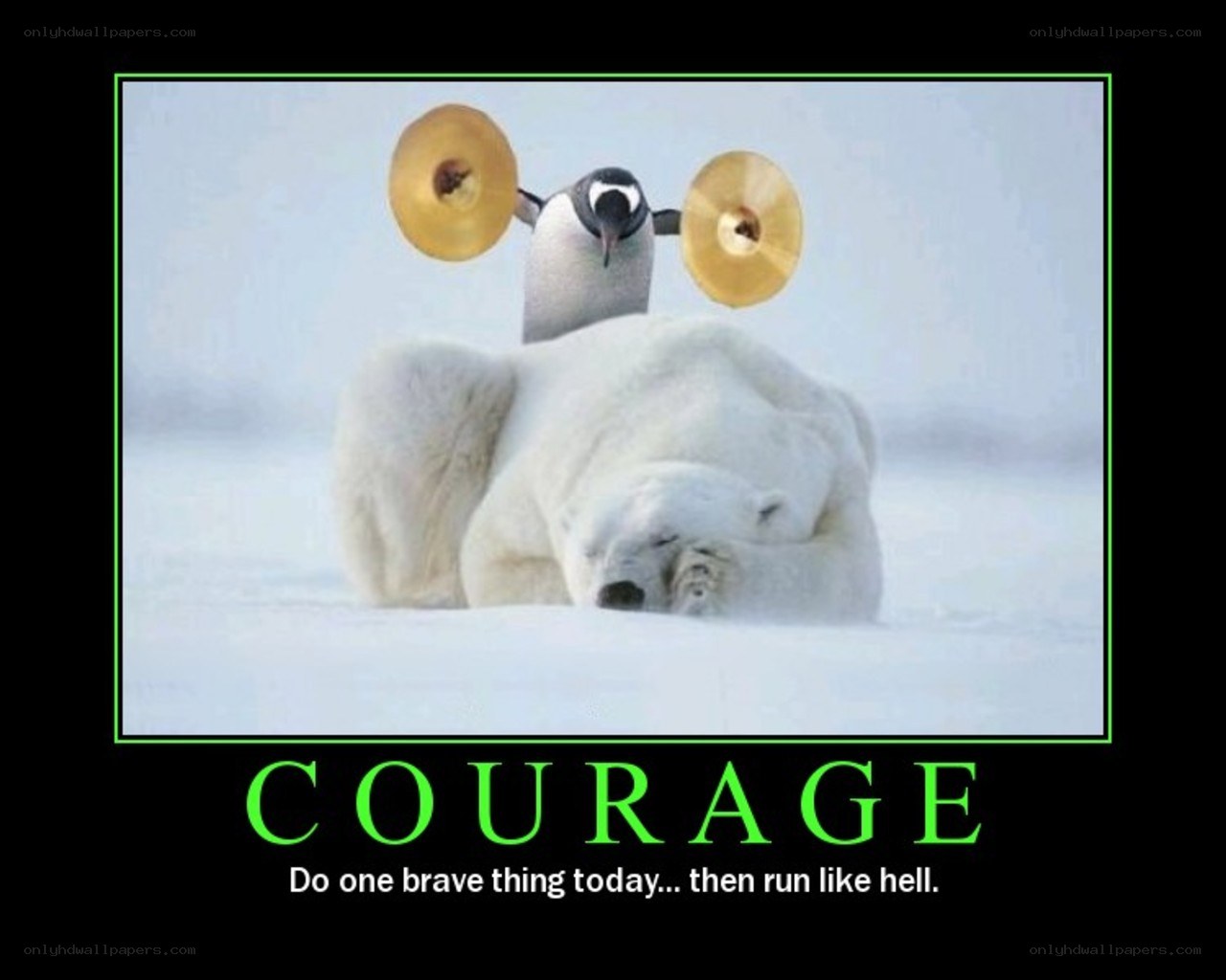 penguin vs polar bear