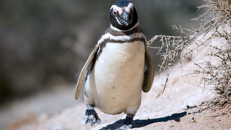 Penguin Walking on Sand