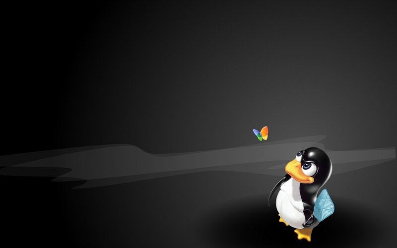 penguin with butterfly