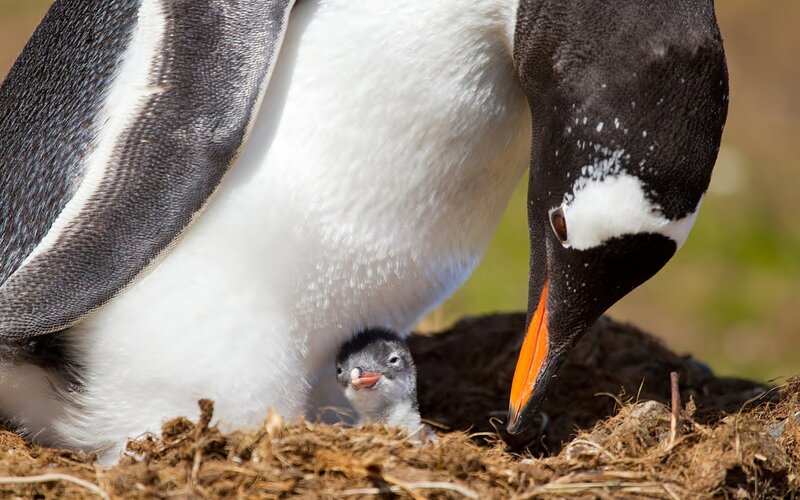Penguin with Chick — Black