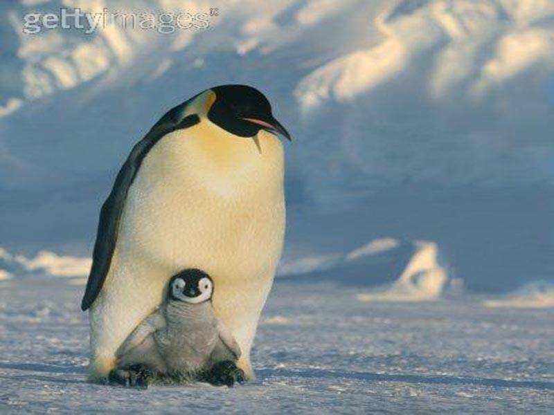 Penguin with chick on ice