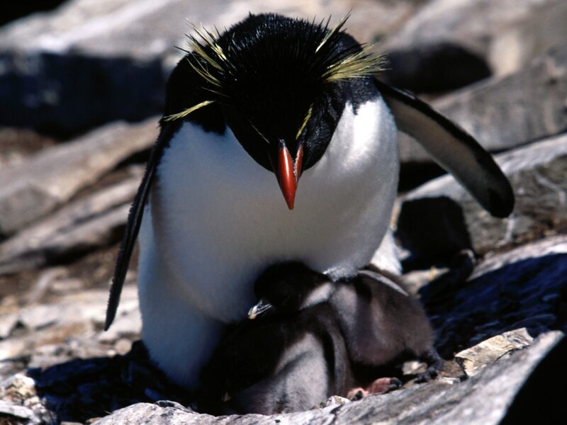Penguin with chick on rocks